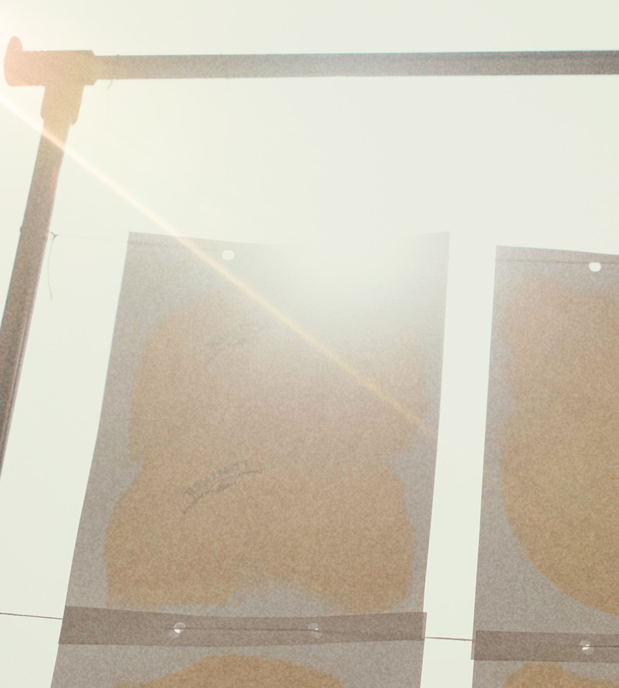 Cones Treated by Hand, Dried by Sunlight